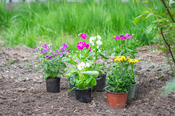 Fototapeta premium Concept of flowers in flowerpots for planting on a flower bed, Selective focus