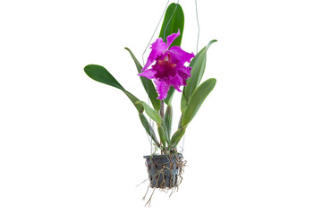 Purple Cattleya orchid flower bloom hanging in black plastic pot in the garden isolated on white...