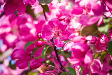 Fototapeta na wymiar Pink blooming, ornamental Malus niedzwetzkyana