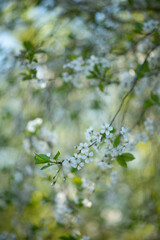 Photo of flowering trees in spring.