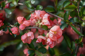 Obraz premium Chaenomeles X Superba Flowering Quince