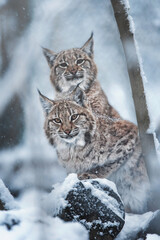 Fototapeta premium European lynx in winter