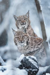Deurstickers Europese lynx in de winter © Sangur