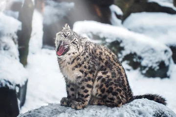 Selbstklebende Fototapeten Snow leopard in winter © Sangur