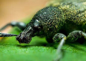 weevil on a leaf