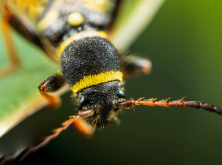 macro of a beetle