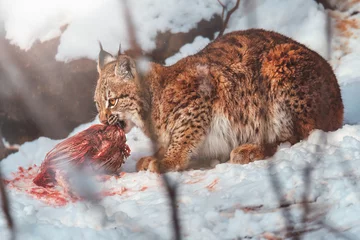 Foto auf Alu-Dibond European lynx in winter © Sangur
