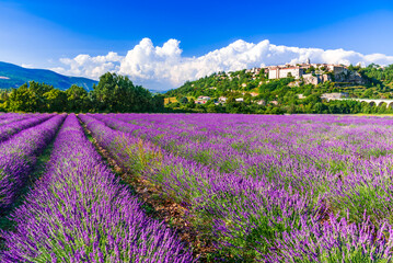 Sault, France - Provence lavender field scenic french village. - obrazy, fototapety, plakaty