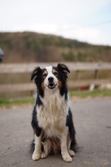 schwarz weißer collie / australian Shepherd Hund