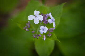 Lunaria Rediviva Perennial Honesty Flowers