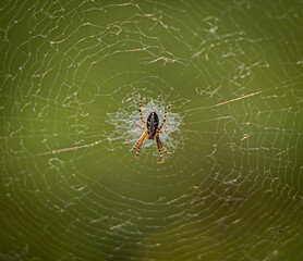 spider sitting on a web, waiting for the victim