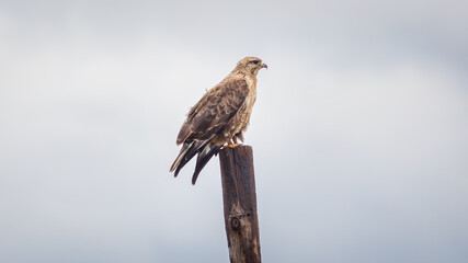Himalayan buzzard (Buteo burmanicus) perched on a pole against light background