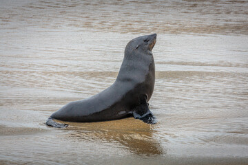 Naklejka premium Portrait of a Cape Fur Seal (Arctocephalus pusillus) on the beach at Cape Cross, Namibia
