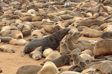 Cape Fur Seal (Arctocephalus pusillus) colony at Cape Cross, Namibia