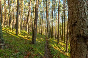 Fototapeta premium Senda de las pesquerías reales en Valsaín Segovia