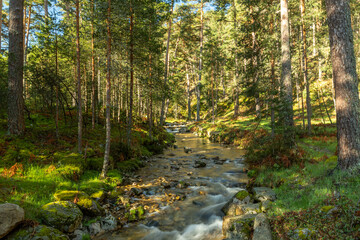 Senda de las pesquerías reales en Valsaín Segovia