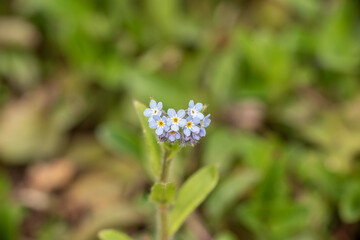 forget me not flowers after rain