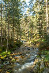 Obraz premium Senda de las pesquerías reales en Valsaín Segovia
