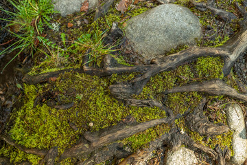 Senda de las pesquerías reales en Valsaín Segovia