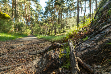 Senda de las pesquerías reales en Valsaín Segovia