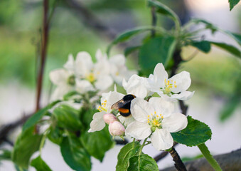 bee on a flower
