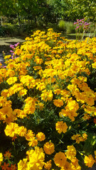 Pflanzen Blumen Flora Wachstum Insekten Nahrung Anbau Park Garten gärtnern Stauden Wild Bienen Natur natürlich Blüten blühen umwelt- schutz- nachhaltig Vegetation gelb grün pink üppig vegan rohkost