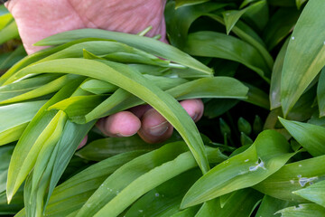 Fototapeta premium Close-up of Adult woman, picking wild garlic Leaves with Hand