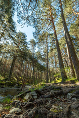 Senda de las pesquerías reales en Valsaín Segovia