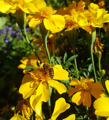 Fototapeta premium Nachaufnahme Honig Biene Wildbiene Insekt Blüte Blumen Nektar Imker Imkerei Insektensterben Nachhaltig Frühling Futter Landwirtschaft Park Garten Natur Frühling Sommer gelb Ringelblumen 