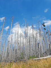 Abgestorbener Fichtenwald im deutschen Mittelgebirge Harz