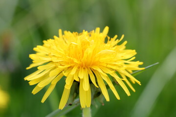 yellow dandelion flower