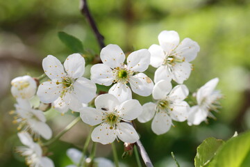 tree flowers