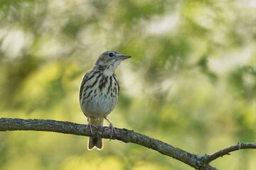 Tree pipit sitting on the branch. Anthus trivialis. Tree pipit in the nature habitat. Portrait of a pipit. Spring in the nature. 