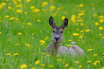 roe  resting in a flowering meadow. Roe deer in the nature habitat. Capreolus capreolus. Spring in the nature. 