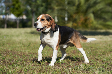 Dog beagle breed standing. Group 6 FCI. Hound