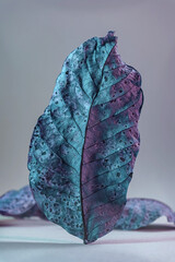 Beautiful faded old one leaf in neon light. Minimalism autumn style concept. Background pattern for...