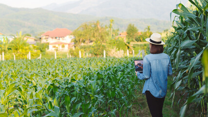 A female farmer wearing a blue shirt is checking the produce and saving the information to her laptop. © Pack