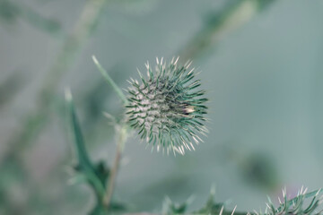 Close up Beautiful flower burdock in colorful neon light. Minimalism retro style concept....