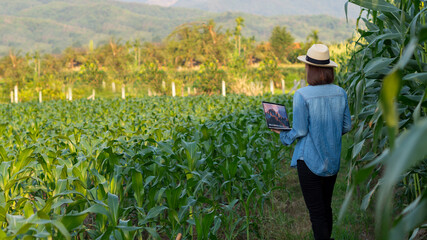 A female farmer wearing a blue shirt is checking the produce and saving the information to her laptop.
