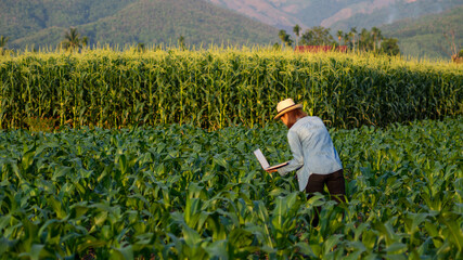 A female farmer wearing a blue shirt is checking the produce and saving the information to her laptop.