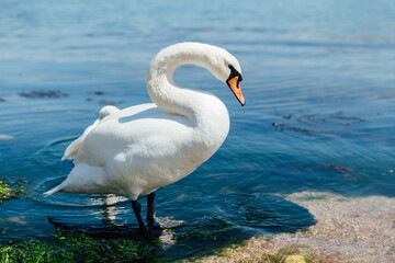 Beautiful white swan swims in sea water