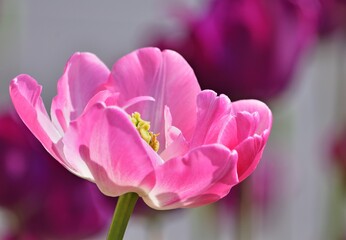 Fototapeta premium Rosa Tulpe im Park