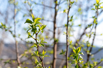young green leaves on the branches against the blue sky