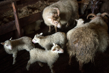 Obraz premium Icelandic sheep portrait