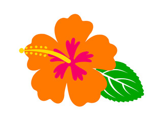hibiscus flower, Hawaiian tropical plant