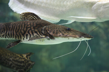 Pseudoplatystoma tigrinum fish, the tiger sorubim long whiskered catfish. Beautiful exotic predator fish against blurred background. - obrazy, fototapety, plakaty
