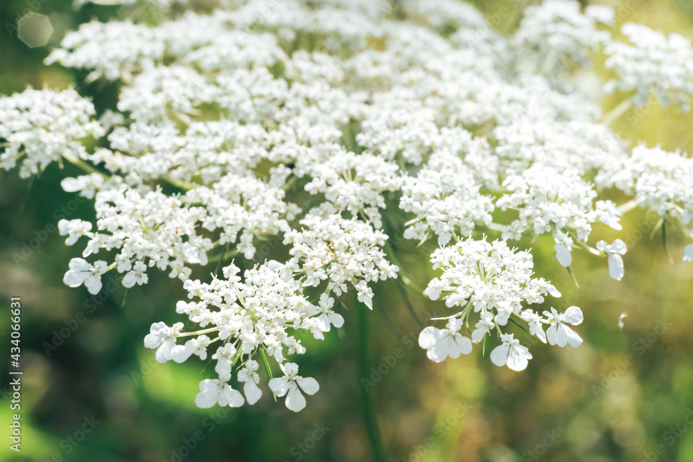 Poster Close up  white wild carrot flowers of a wild greater burdock in summer in the meadow. Nature background pattern texture for design.