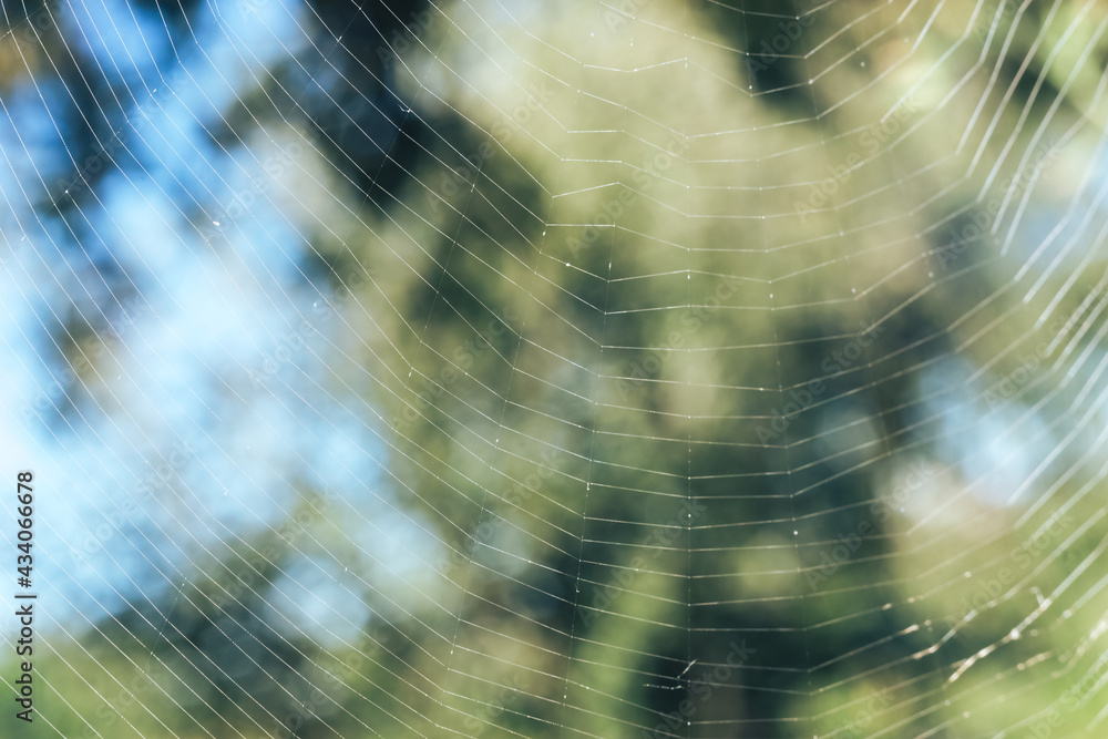 Poster close up cobweb or spider's web against a natural background, dew on a spider .