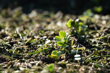A lot of small radish plants with symmetrically placed water drops on the green leaves, growing in soil in April, springtime gardening, close-up