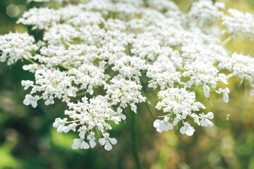 Close up  white wild carrot flowers of a wild greater burdock in summer in the meadow. Nature...